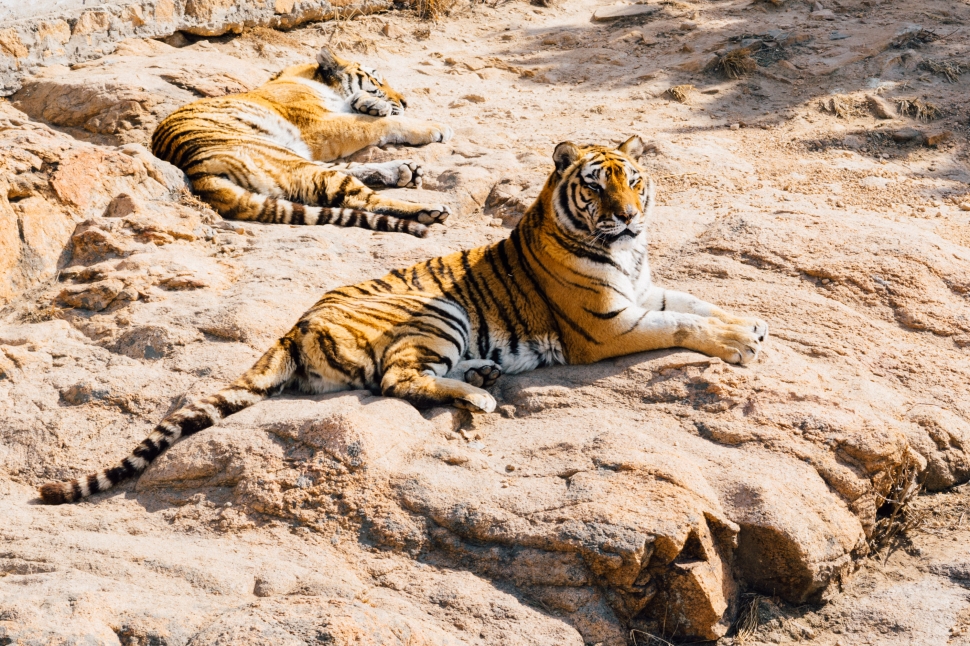 two tiger animal lying on ground during daytime preview